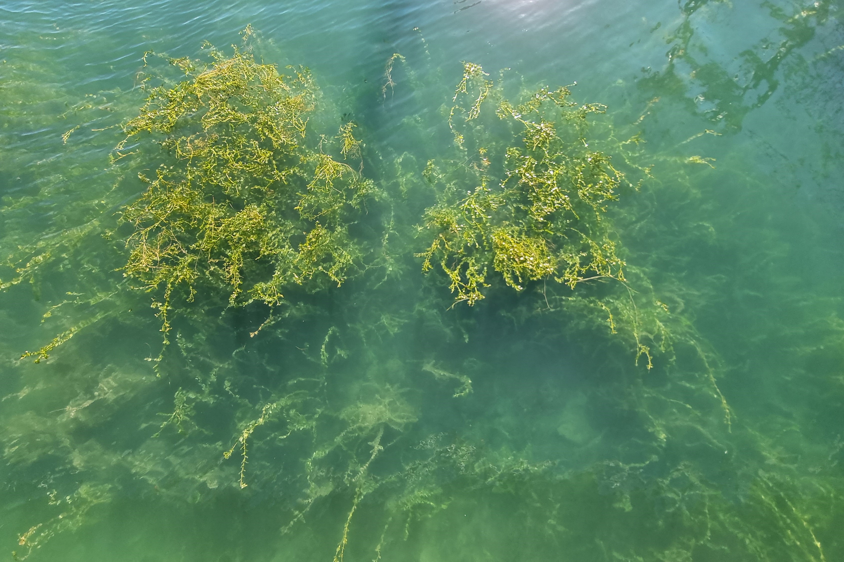 Seegras in den Flachwasserzonen des Bodensees