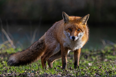 Wildtiere im Siedlungsbereich - Der Fuchs –